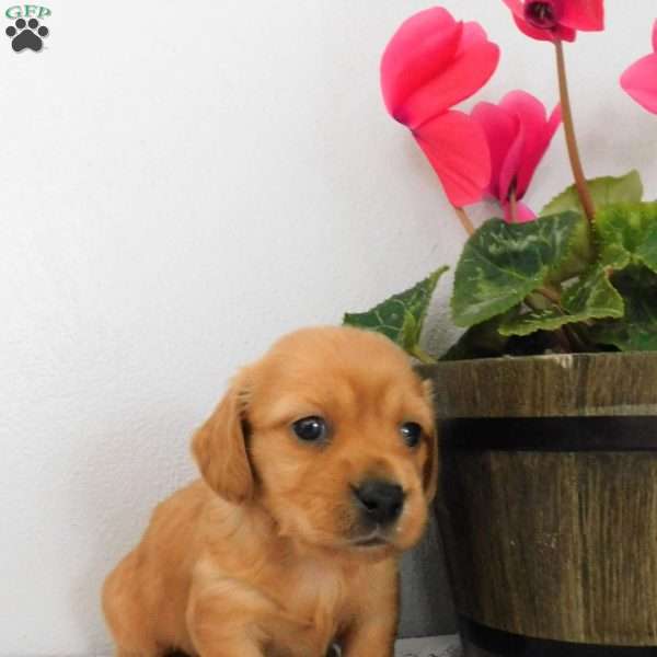 Xena (mini), Dachshund Puppy