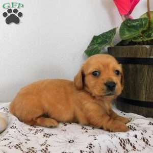 Xena (mini), Dachshund Puppy