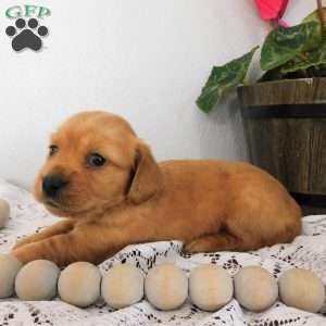 Xena (mini), Dachshund Puppy