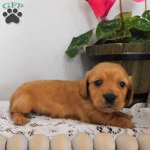 Xena (mini), Dachshund Puppy