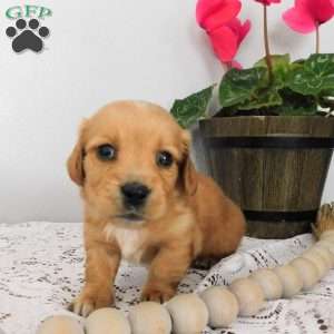 Xia (mini), Dachshund Puppy