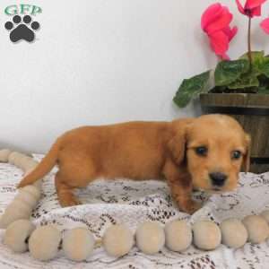 Xia (mini), Dachshund Puppy