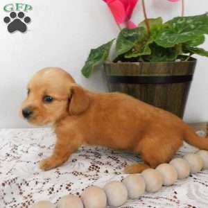 Xia (mini), Dachshund Puppy