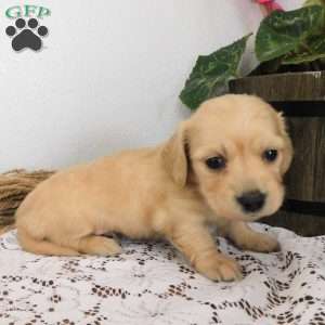 Xandra (mini), Dachshund Puppy