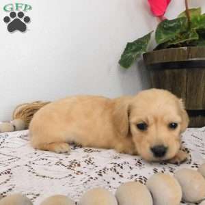 Xandra (mini), Dachshund Puppy