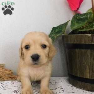 Xandra (mini), Dachshund Puppy