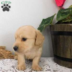 Xandra (mini), Dachshund Puppy