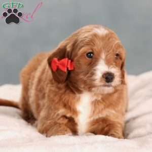 Hazel, Mini Goldendoodle Puppy