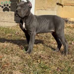 Kimbo Slice, Cane Corso Puppy