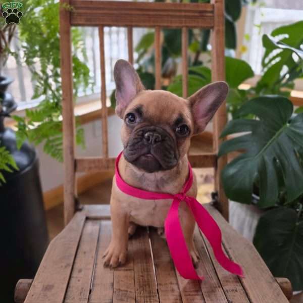 Olivia, French Bulldog Puppy
