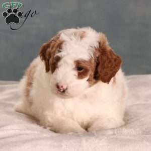 Hugo, Mini Goldendoodle Puppy