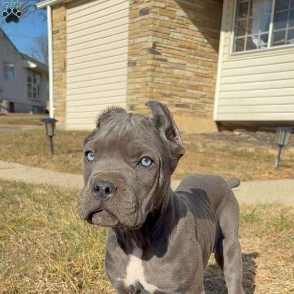 Kimbo Slice, Cane Corso Puppy
