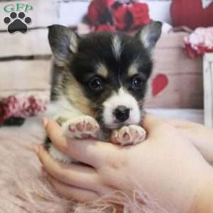 Ivy, Pembroke Welsh Corgi Puppy