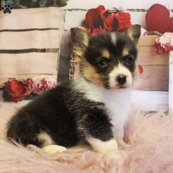 Ivy, Pembroke Welsh Corgi Puppy