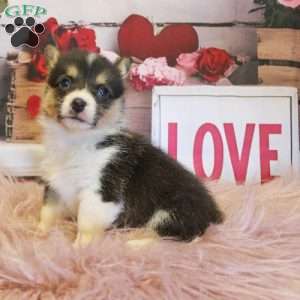 Ivy, Pembroke Welsh Corgi Puppy