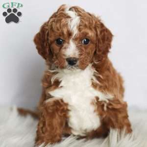 Jasper, Cavapoo Puppy
