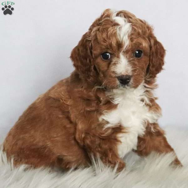 Jasper, Cavapoo Puppy