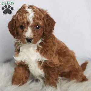 Jasper, Cavapoo Puppy