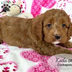 Koda, Cockapoo Puppy