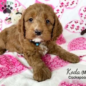 Koda, Cockapoo Puppy