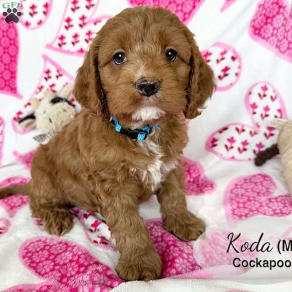 Koda, Cockapoo Puppy