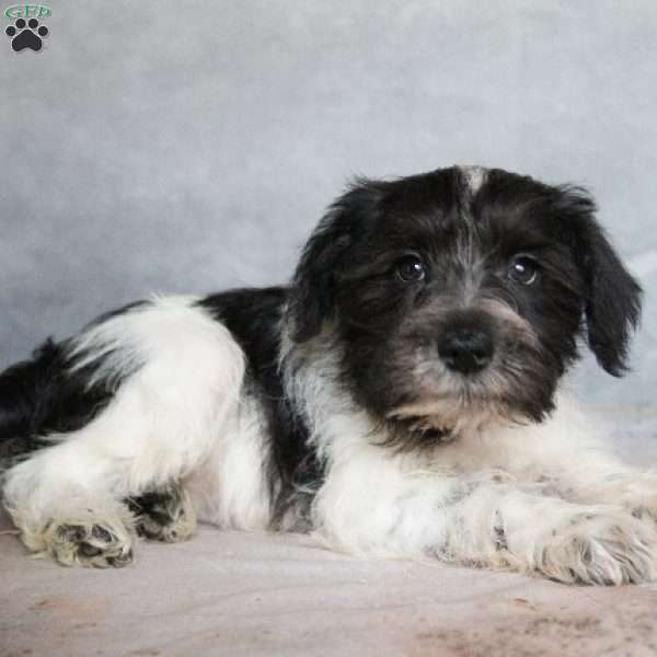 Koda, Miniature Schnauzer Puppy