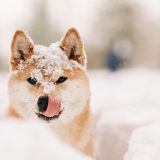 light brown shiba inu standing in snow with snow on its head and licking its lips
