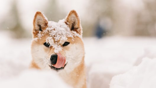 What to Know About Frostbite in Dogs