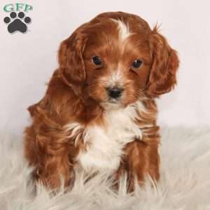 Max, Cavapoo Puppy