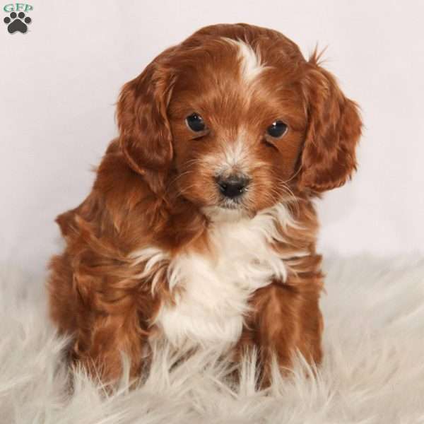 Max, Cavapoo Puppy