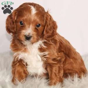 Max, Cavapoo Puppy