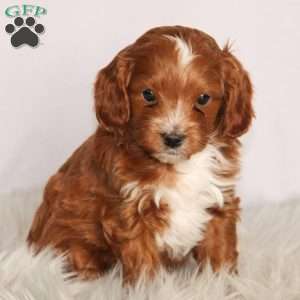 Max, Cavapoo Puppy
