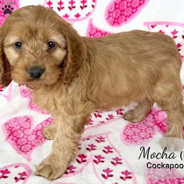 Mocha, Cockapoo Puppy