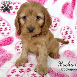 Mocha, Cockapoo Puppy