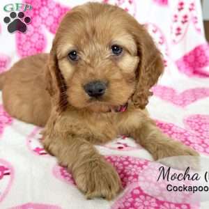 Mocha, Cockapoo Puppy