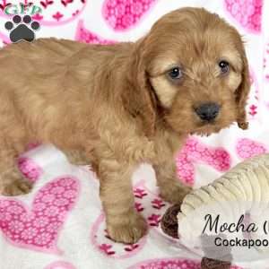 Mocha, Cockapoo Puppy