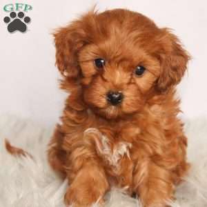 Murphy, Cavapoo Puppy