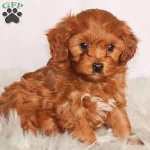 Murphy, Cavapoo Puppy