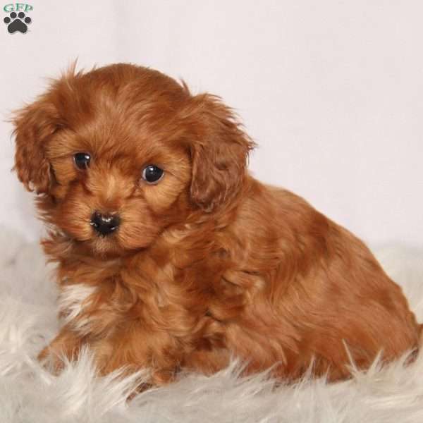 Murphy, Cavapoo Puppy
