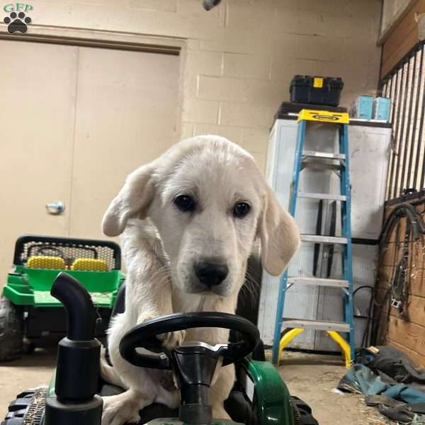 Prancer, Great Pyrenees Puppy