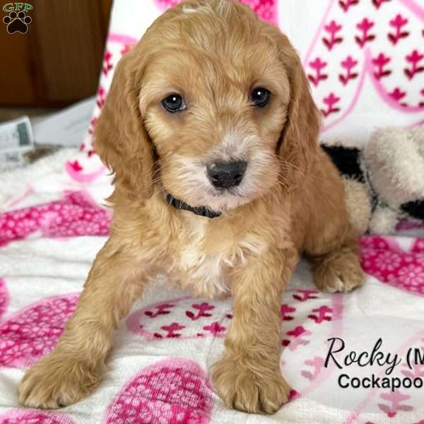 Rocky, Cockapoo Puppy