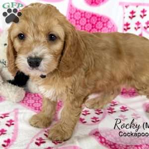 Rocky, Cockapoo Puppy
