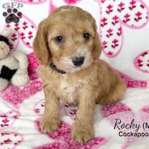 Rocky, Cockapoo Puppy