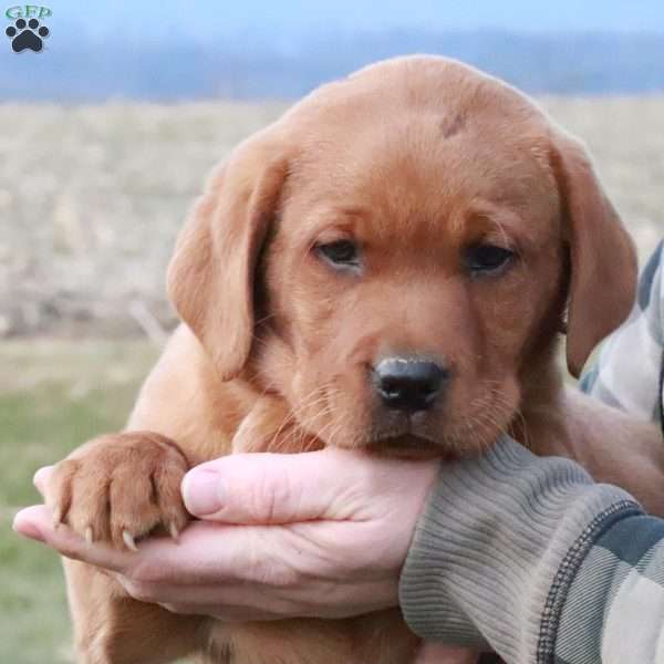 Rocky, Fox Red Labrador Retriever Puppy