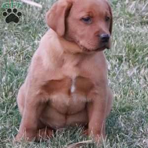 Rocky, Fox Red Labrador Retriever Puppy