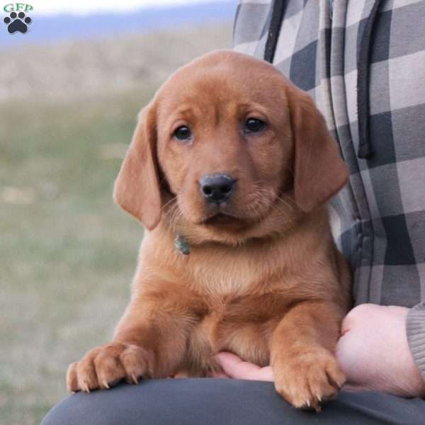 Bear, Fox Red Labrador Retriever Puppy