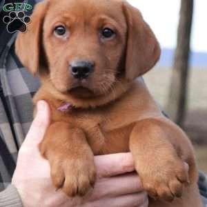 Buddy, Fox Red Labrador Retriever Puppy