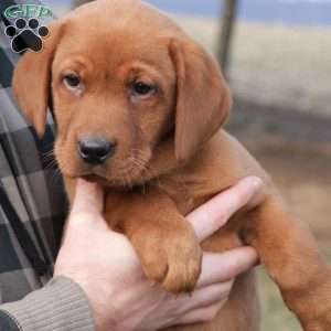 Buddy, Fox Red Labrador Retriever Puppy