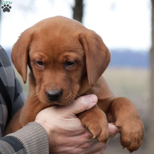 Buddy, Fox Red Labrador Retriever Puppy