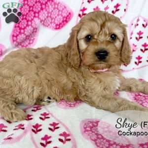 Skye, Cockapoo Puppy